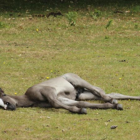Avondale New Forest Godshill  外观 照片