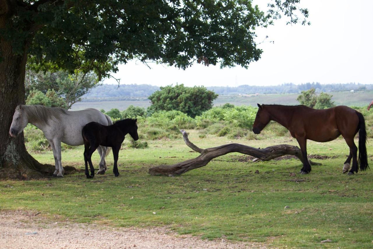 Avondale New Forest Godshill  外观 照片