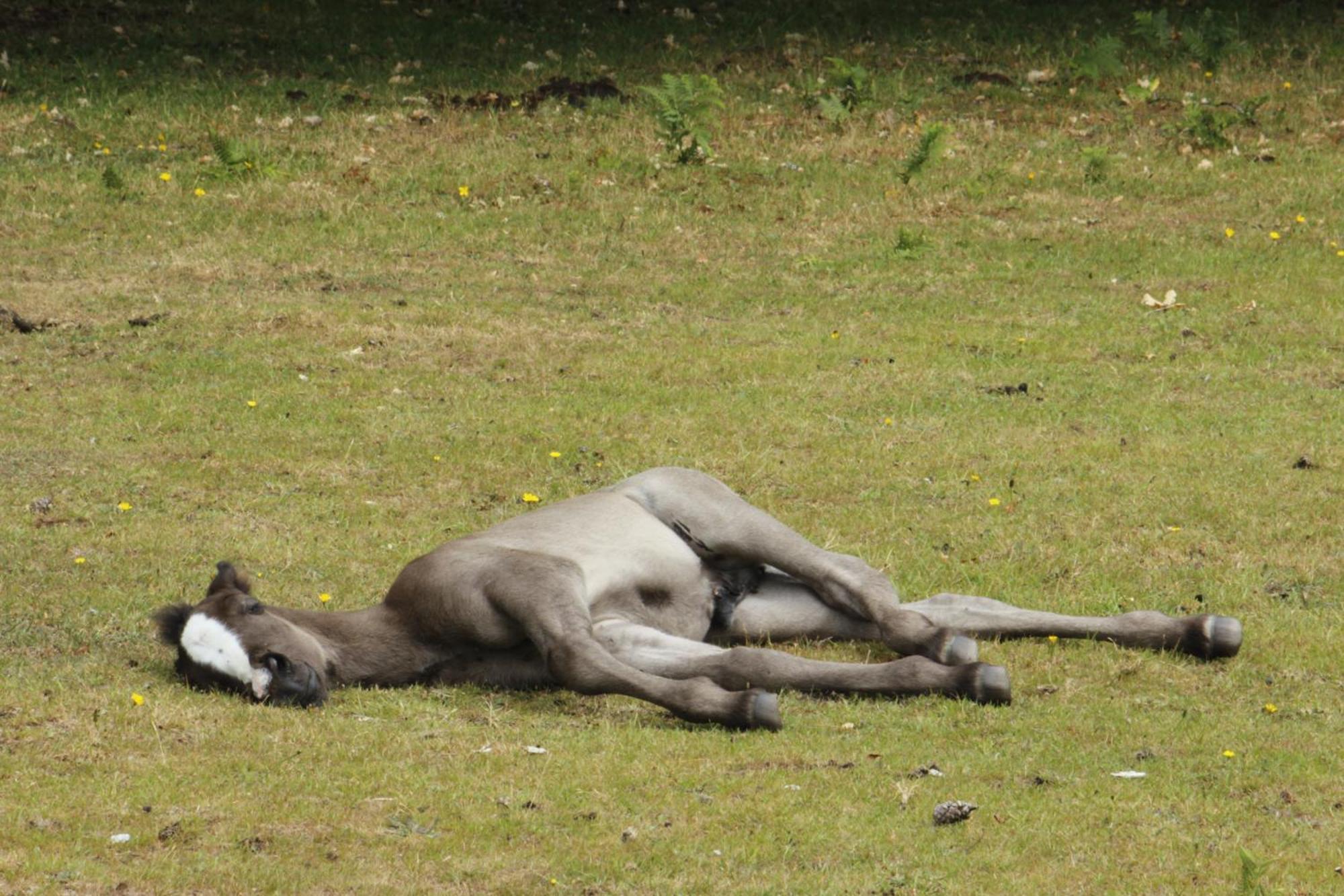 Avondale New Forest Godshill  外观 照片
